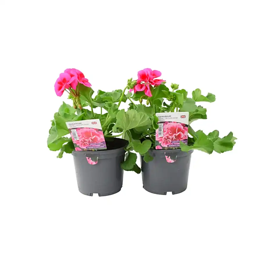 Geranium Zonal Calliope Rose Splash 1L Pot x 2 plants by post