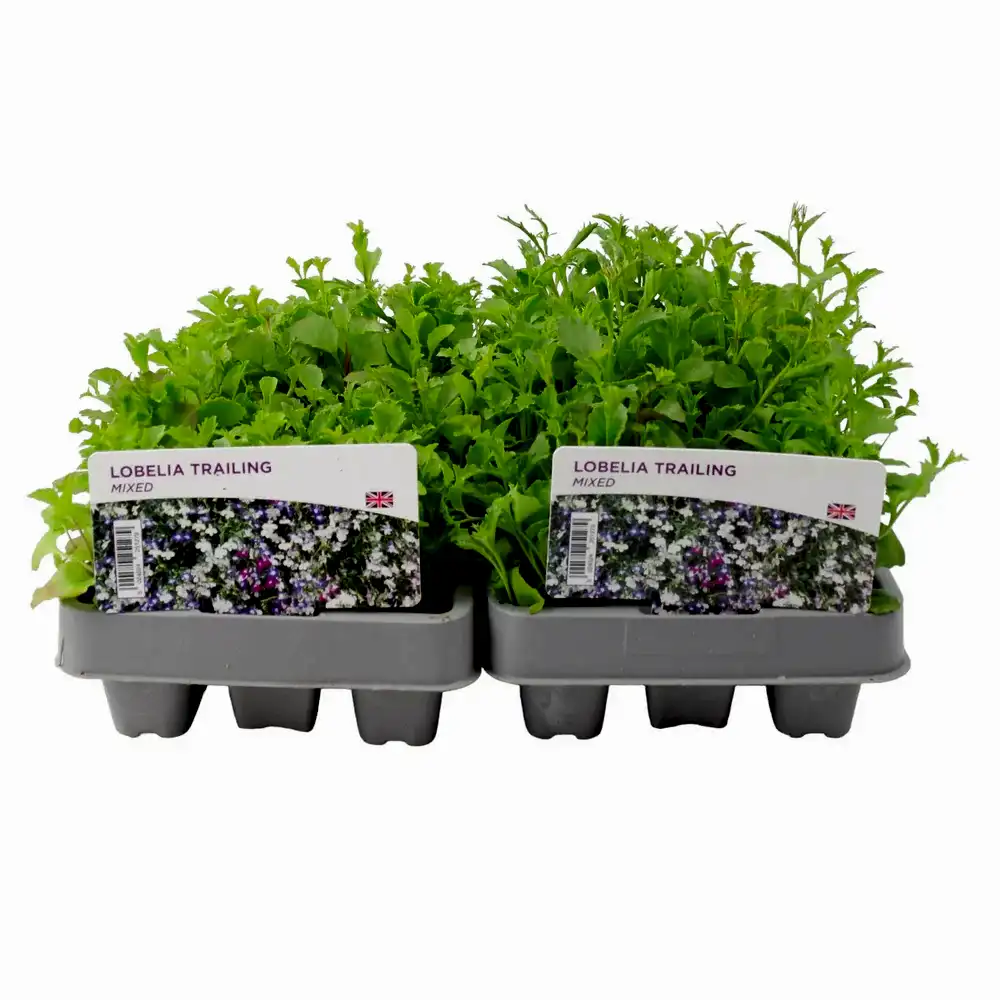 Lobelia Trailing Mixed 12 Pack x 2 (24 Plants) plants by post