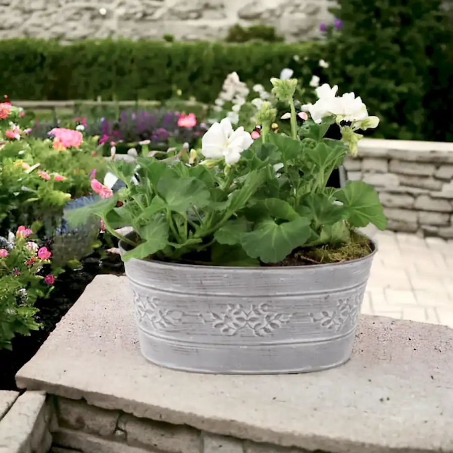 Geranium White in Leafy Vine Metal Trough Plants By Post