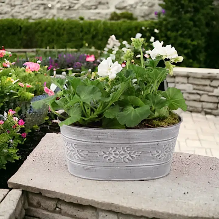 Geranium White in Leafy Vine Metal Trough Plants By Post