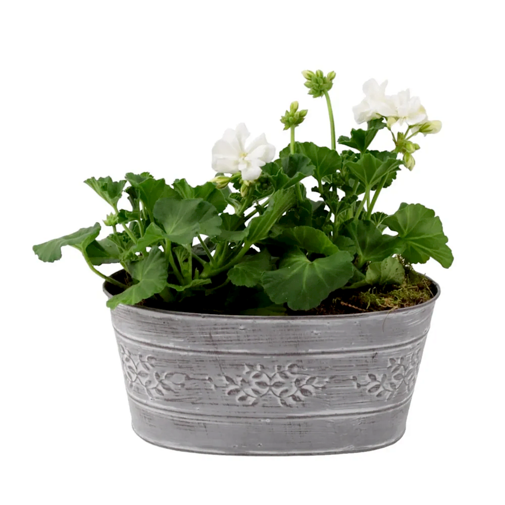 Geranium White in Leafy Vine Metal Trough Plants By Post