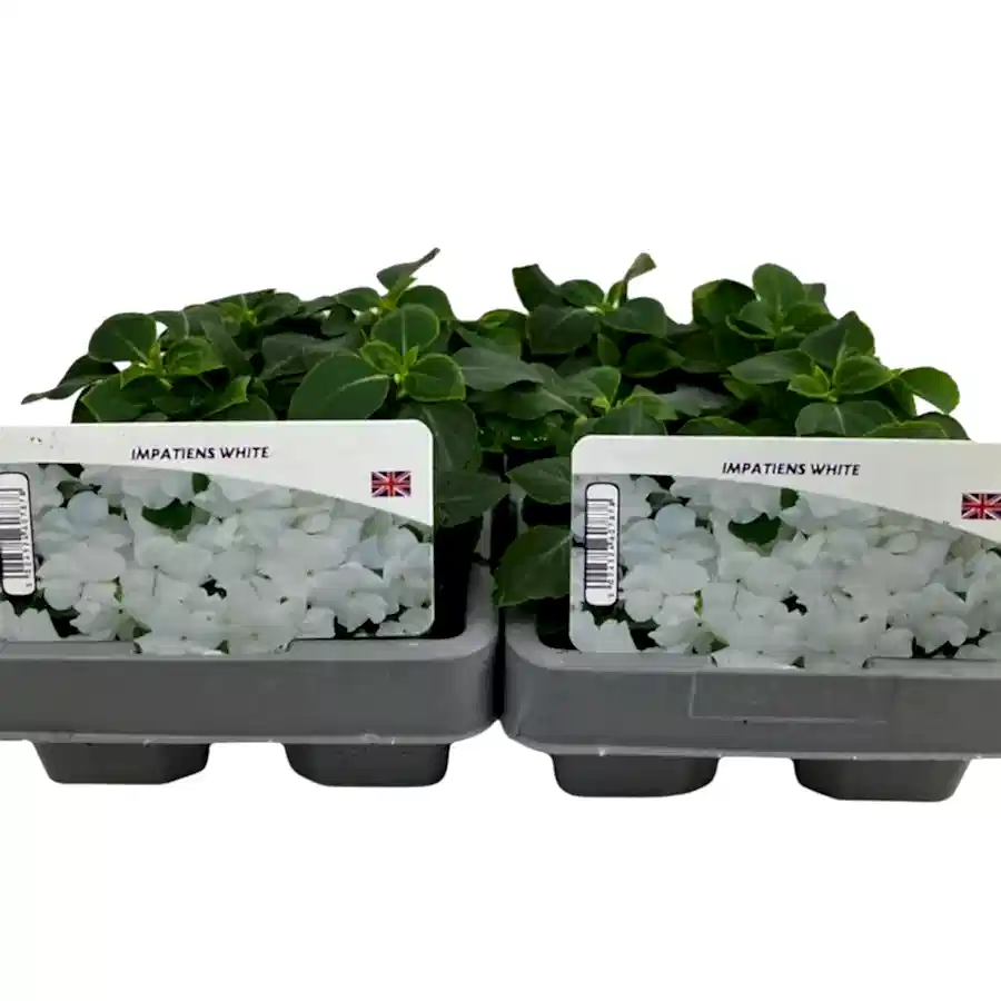 Impatiens White 6 Pack x 2 (12 Plants) plants by post