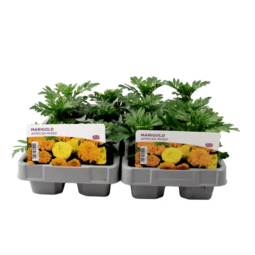 African Marigold Mixed 6 Pack x 2