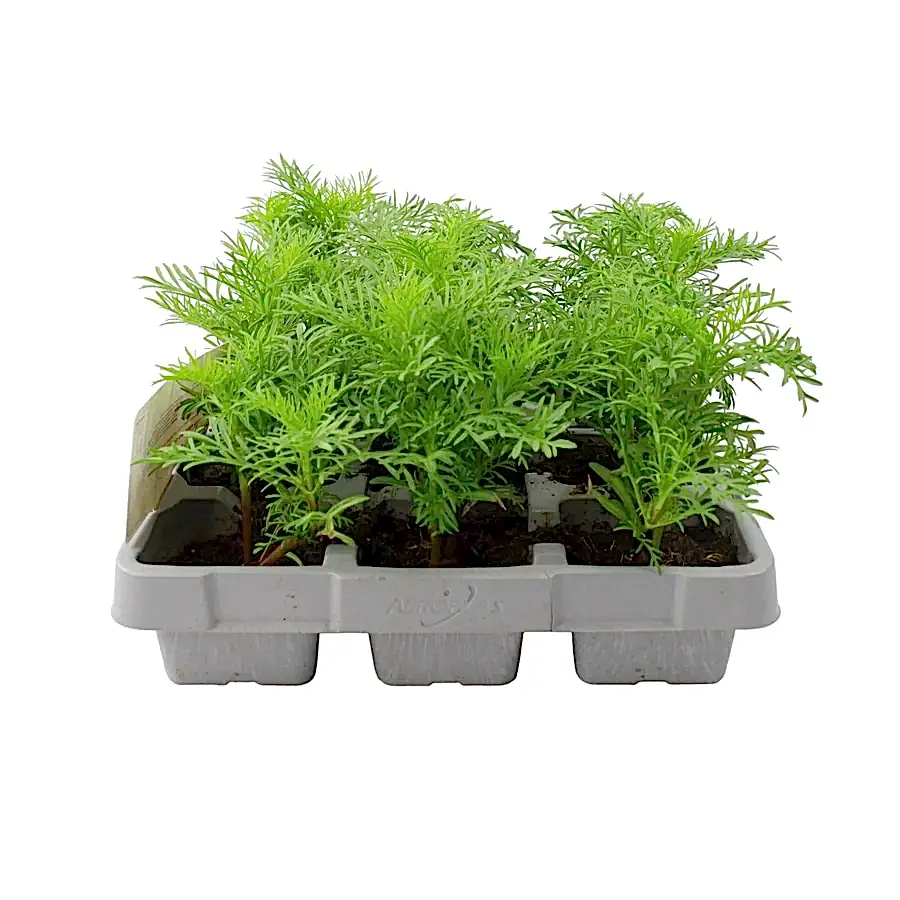 Cosmos Violet 6 Pack x 2 (12 Plants)
