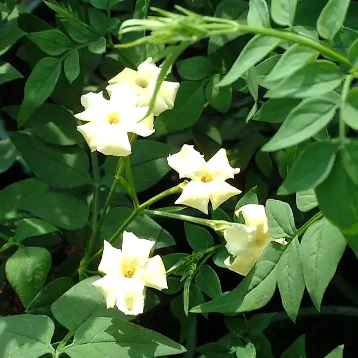 Jasminum officinale Clotted Cream 3L Pot