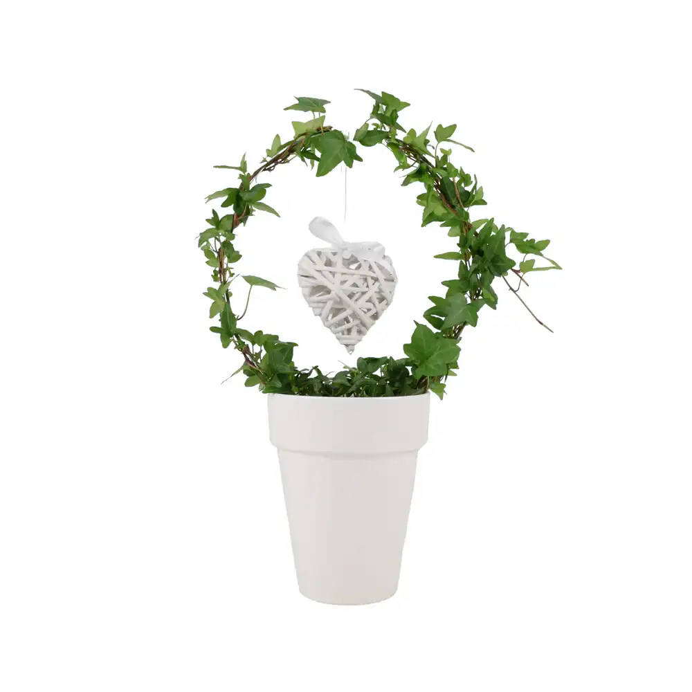 Love Hedera (Ivy) Hoop in White 12cm Pot Gift