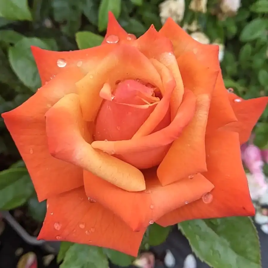 Rose Remember Me Bush 5.5L