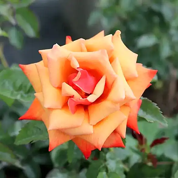 Rose Remember Me Bush 5.5L