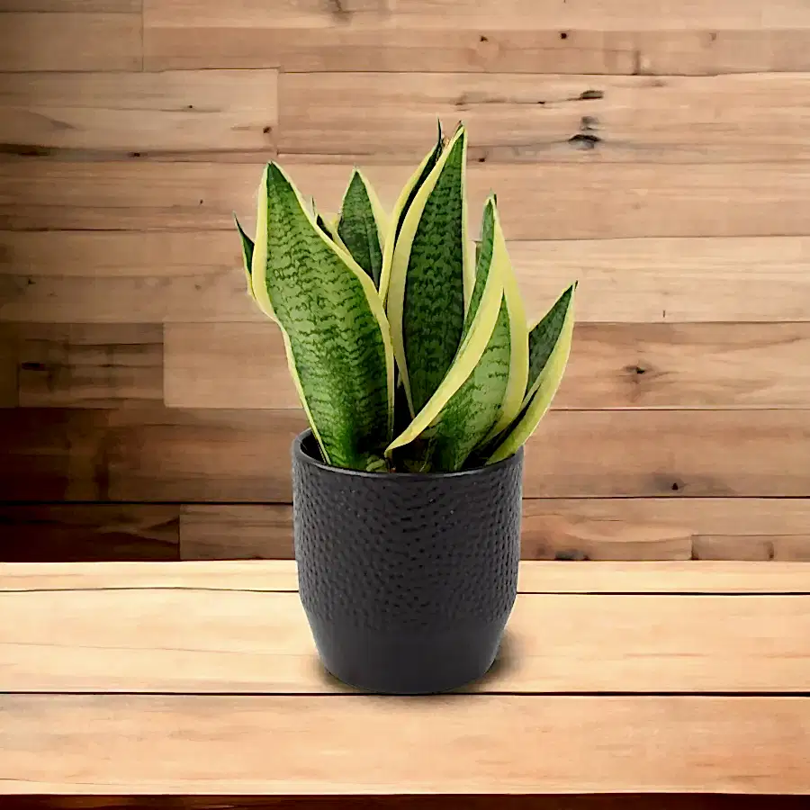 Sansevieria Superba 12cm Pot Plants By Post