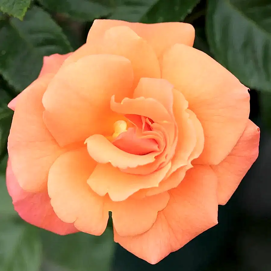 Scent From Heaven Rose Plants By Post