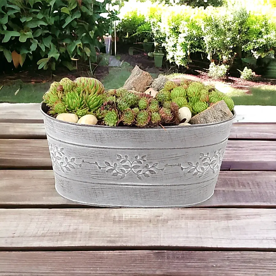 Sempervivum Leafy Vine Trough Planter Plants By Post