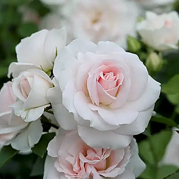 Rose Special Child Bush 5.5L