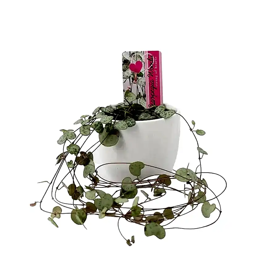 String Of Hearts 8.5cm White Ceramic Pot Plants By Post UK