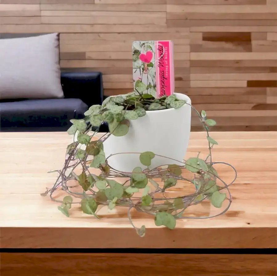 String Of Hearts 8.5cm White Ceramic Pot Plants By Post UK