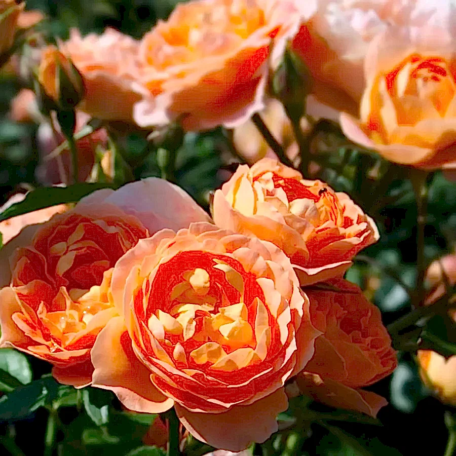Sweet Dream Rose 4L Plants By Post