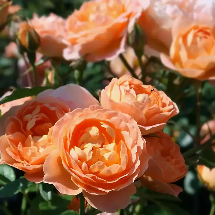Sweet Dream Rose 4L Plants By Post