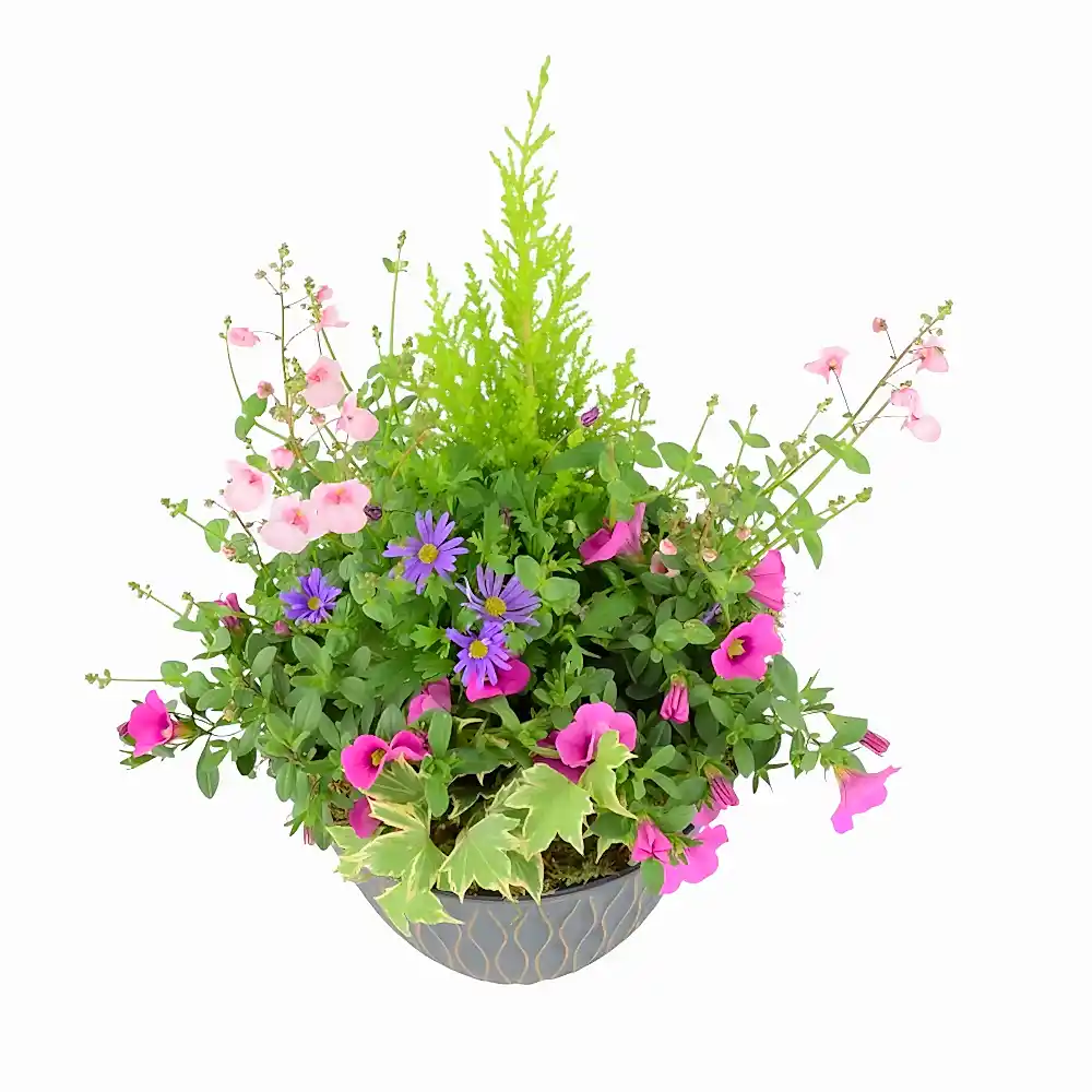 Seasonal Planted Container Pot – Colourful Outdoor Display for Patios and Gardens Plants By Post