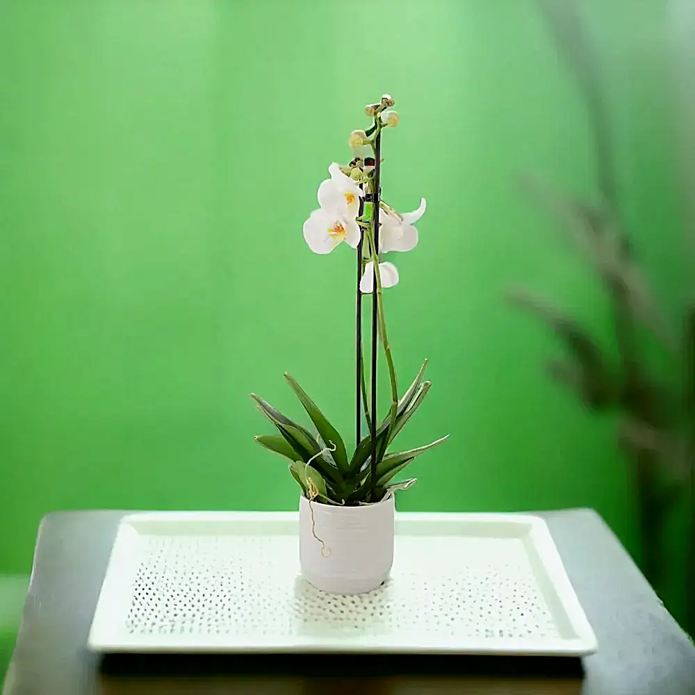 Phalaenopsis Orchid 2 Stem White UK grown & Peat Free in 12cm Pot