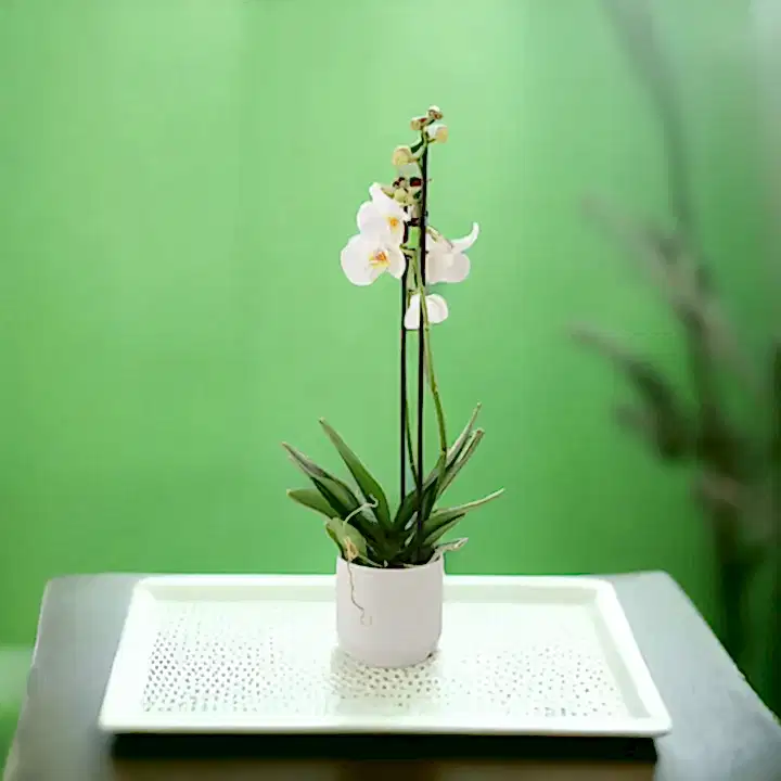 Phalaenopsis Orchid 2 Stem White UK grown & Peat Free in 12cm Pot