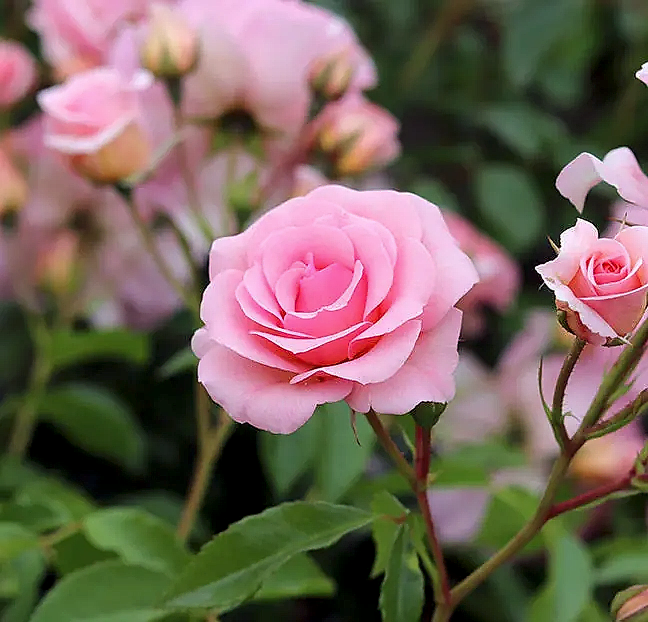Rose You're Beautiful Bush 