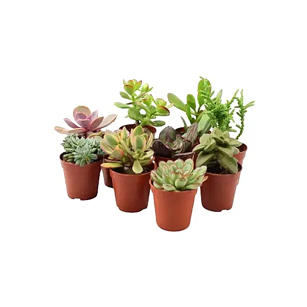 10 x Succulents Mixed 5.5cm Pot