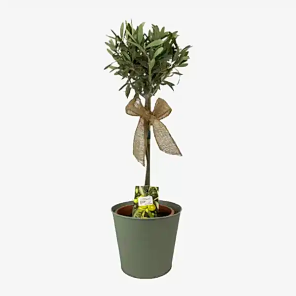 Olive Tree 50-60cm in Olive Green Pot