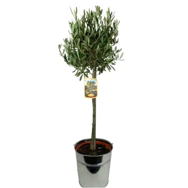Olive Tree Large In Metal Bucket