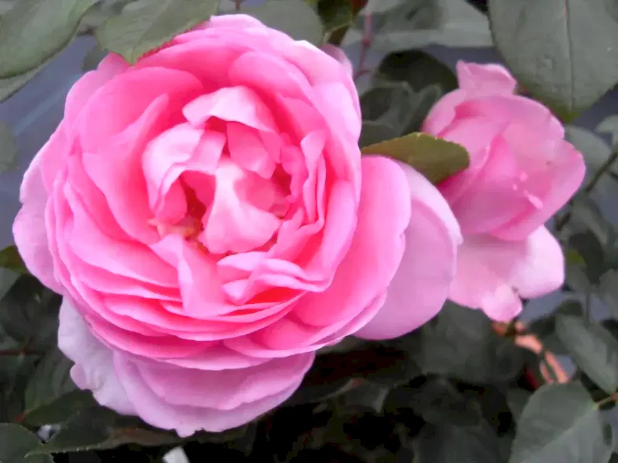 Rose Mum in a Million 5.5L Pot