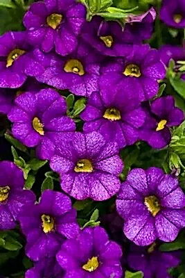 Calibrachoa Blue 9cm In Recyclable Pots x 3 Plants