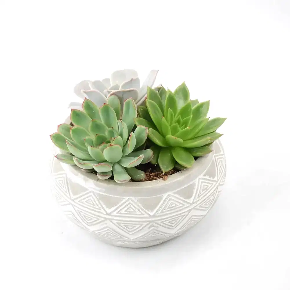 Echeveria Mixed in Ceramic Bowl