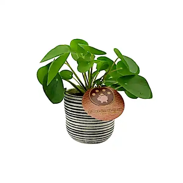 Pilea Pepperomiordes Chinese Money Plant 12cm Pot