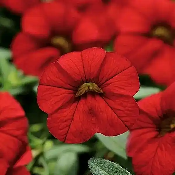 Calibrachoa Red 9cm In Recyclable Pots x 3 Plants