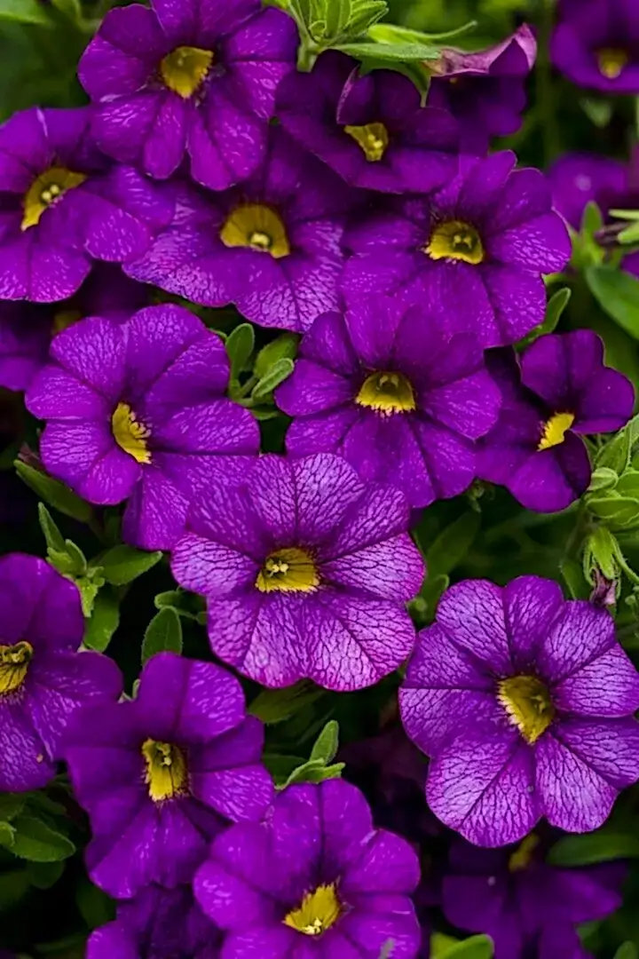 Calibrachoa Blue 9cm In Recyclable Pots x 3 Plants