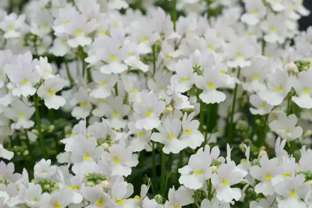 Nemesia Wisley Vanilla 1L Pot x 2