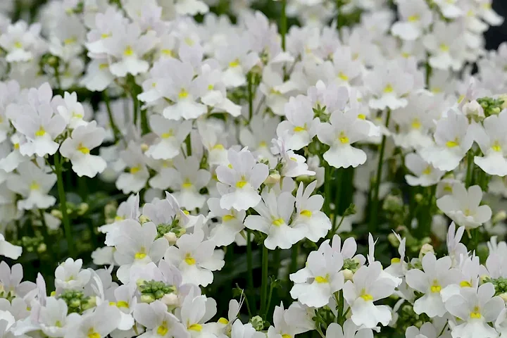Nemesia Wisley Vanilla 1L Pot x 2