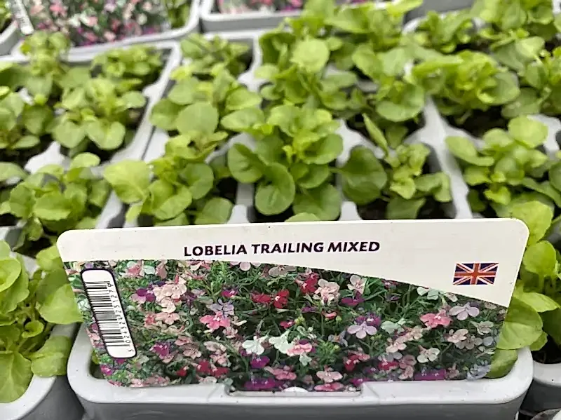 Lobelia Trailing Mixed 12 Pack x 2 (24 Plants)
