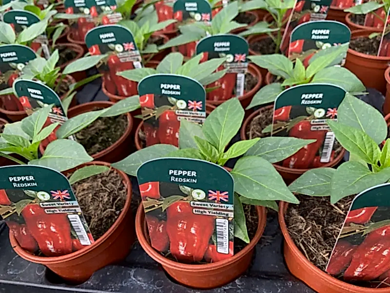 Pepper Redskin 9cm Pots x 3 plants by post