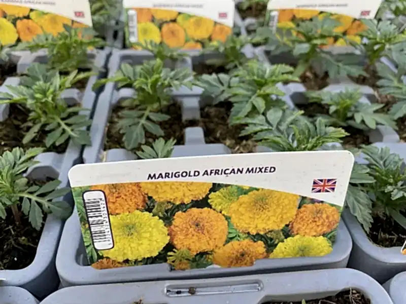 African Marigold Mixed 6 Pack x 2