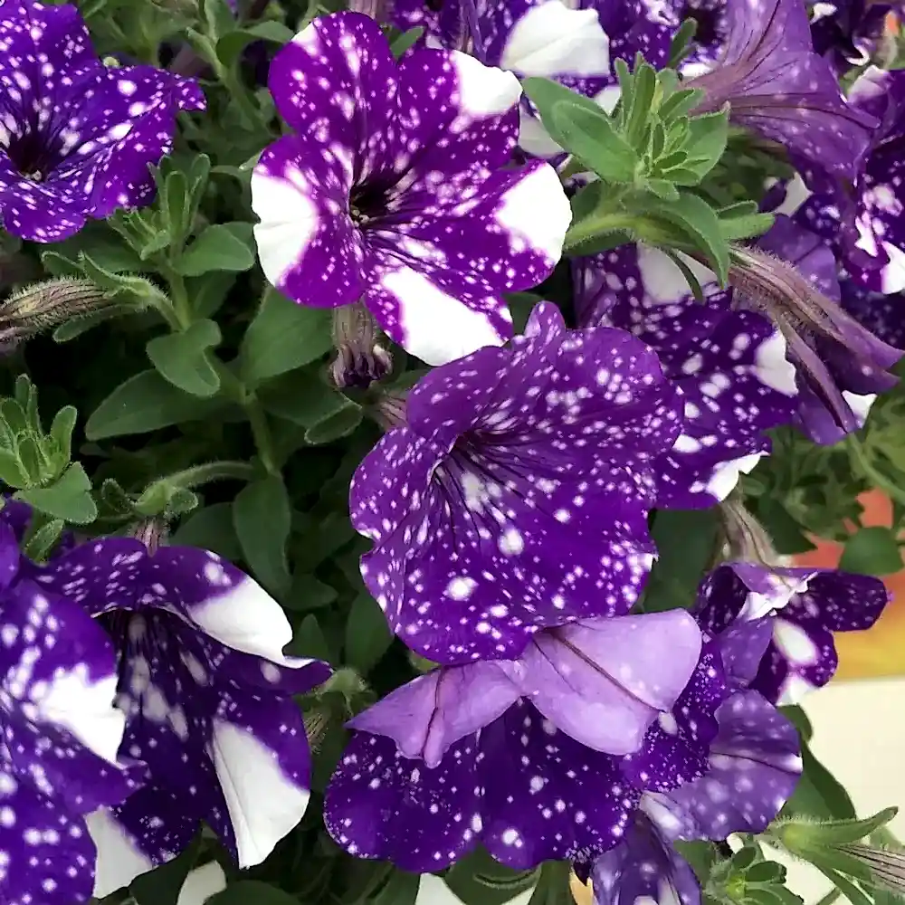 Petunia Night Sky 1L Pot x 2