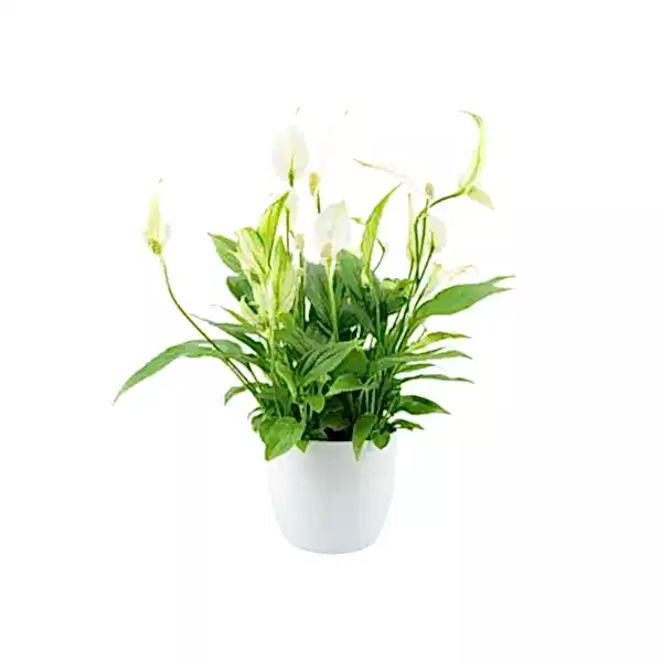 Spathiphyllum Peace Lily In White Ceramic Pot Gift