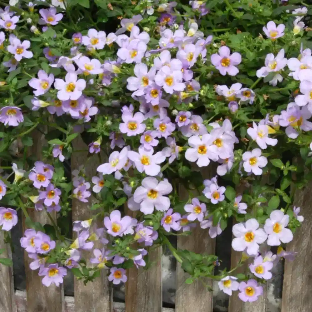 Bacopa Pink 9cm In Recyclable Pots x 3 Plants