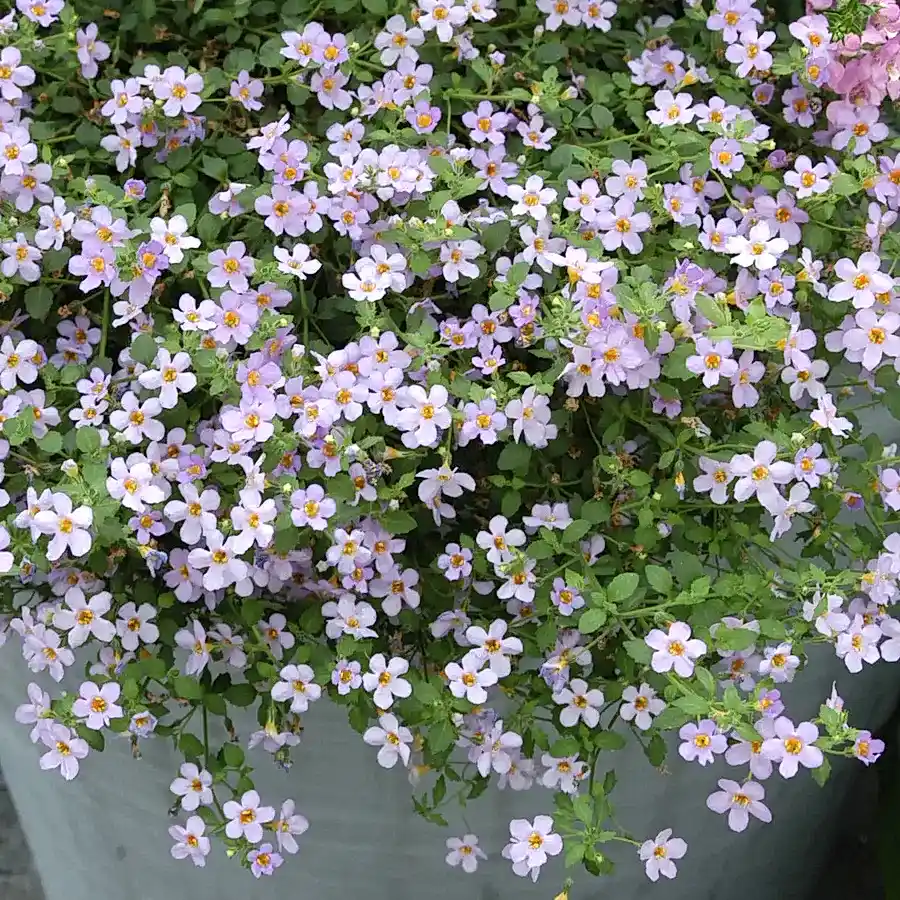 Bacopa Pink 9cm In Recyclable Pots x 3 Plants