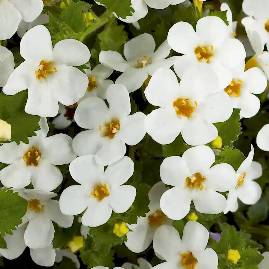 Bacopa White 9cm In Recyclable Pots x 3 Plants