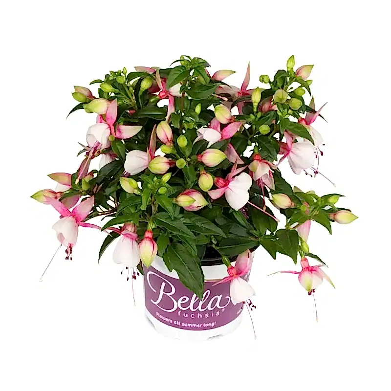 Fuchsia Bella Lisa 9cm In Recyclable Pots x 3 Plants