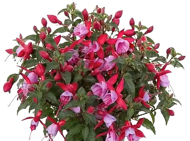 Fuchsia Bella Nikita 9cm In Recyclable Pots x 3 Plants