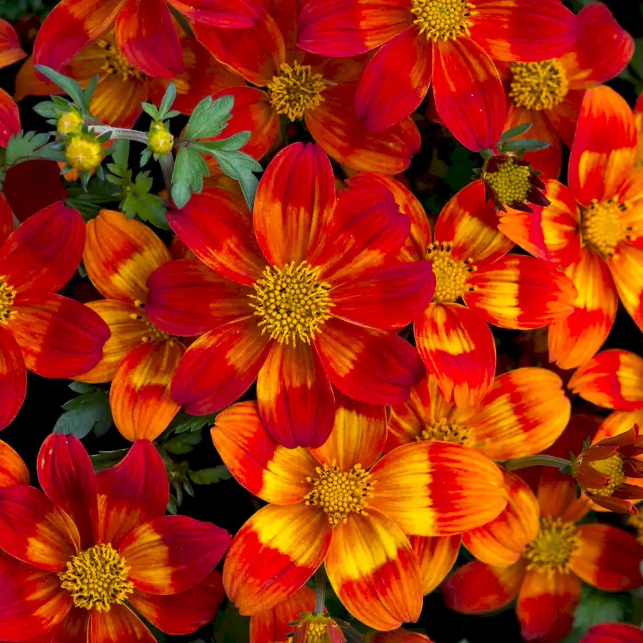 Bidens Bee Happy Red