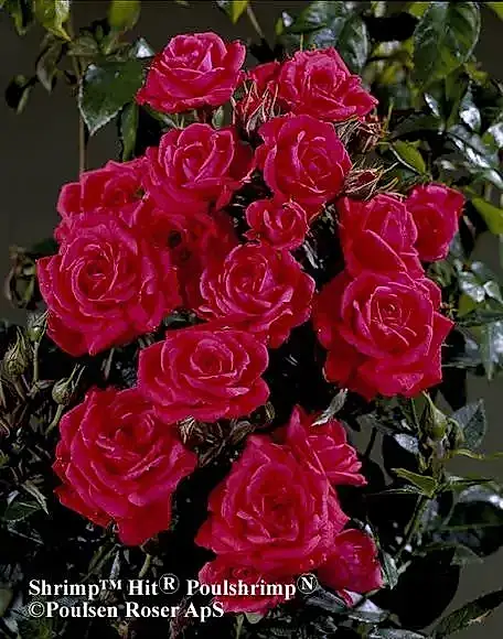 Rose Birthday Wishes 5.5 Litre Pot