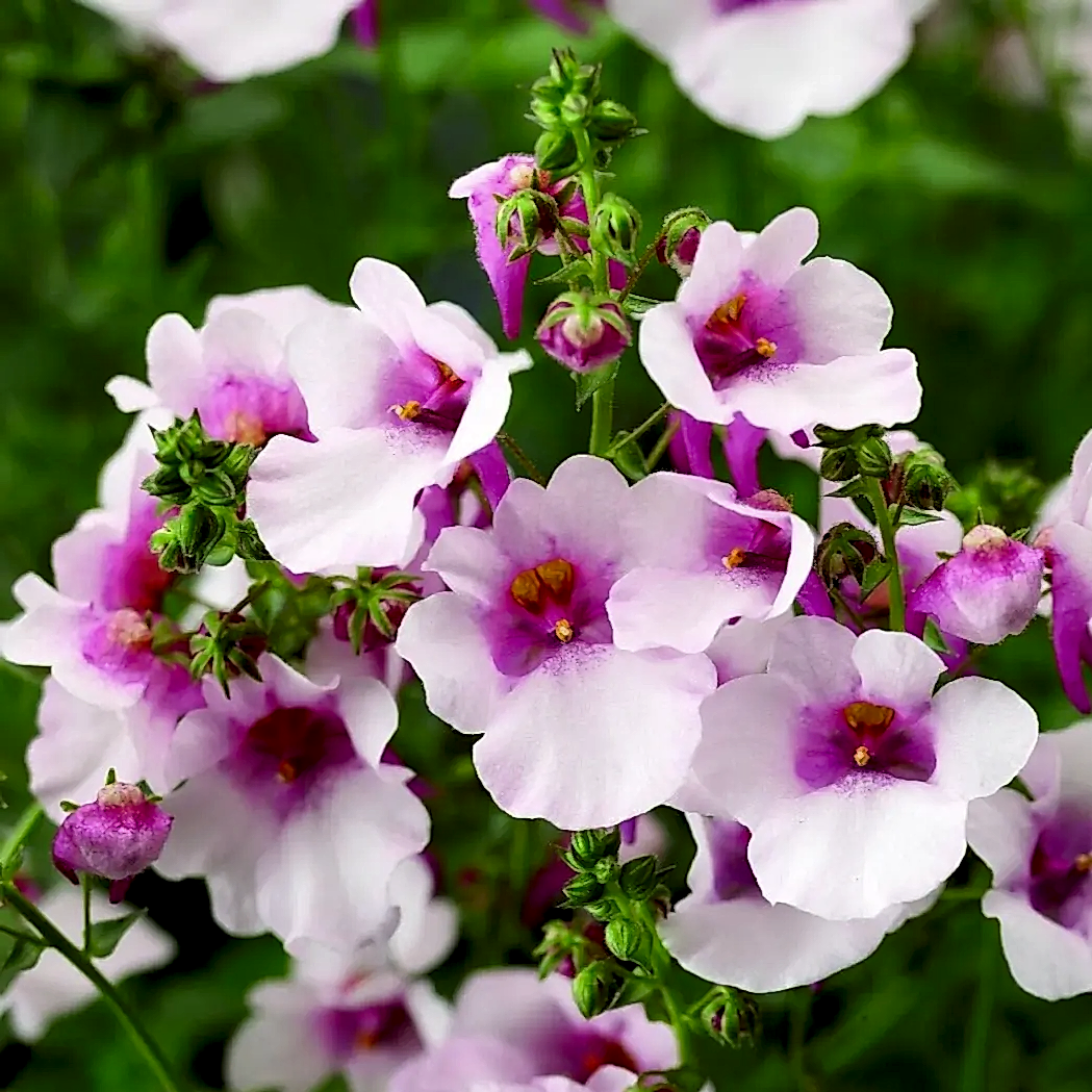 Diascia Flying Colours Appleblossom 9cm In Recyclable Pots x 3 Plants