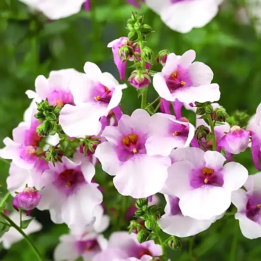 Diascia Flying Colours Appleblossom 9cm In Recyclable Pots x 3 Plants