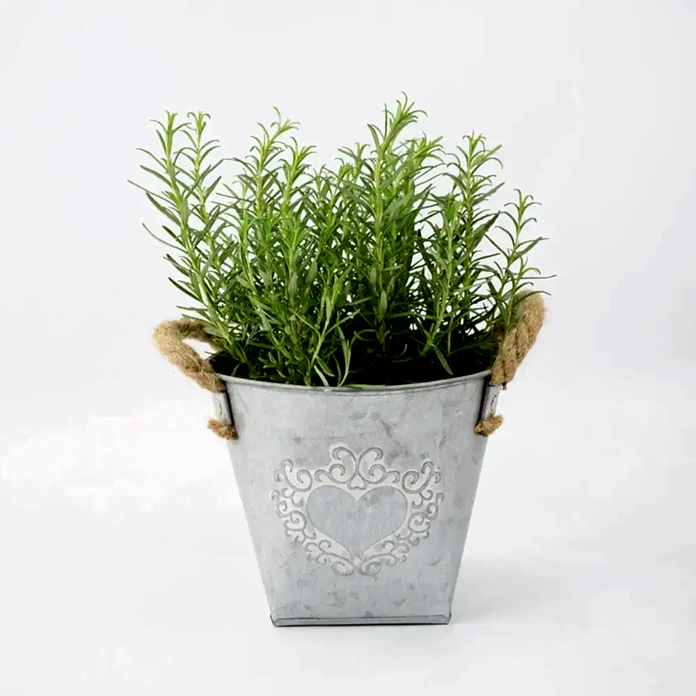 Rosemary in Heart Tin